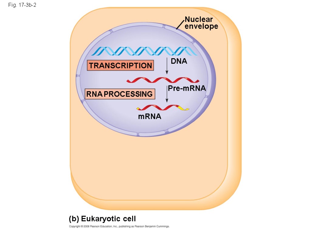 Fig. 17-3b-2 (b) Eukaryotic cell TRANSCRIPTION Nuclear envelope DNA Pre-mRNA RNA PROCESSING mRNA